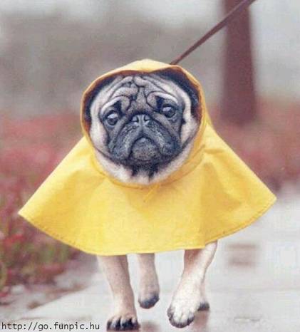 Dog in rain gear