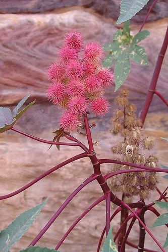 Desert flower, Petra