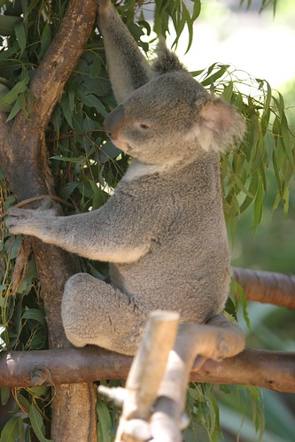 koala clip art. free clip art illustration