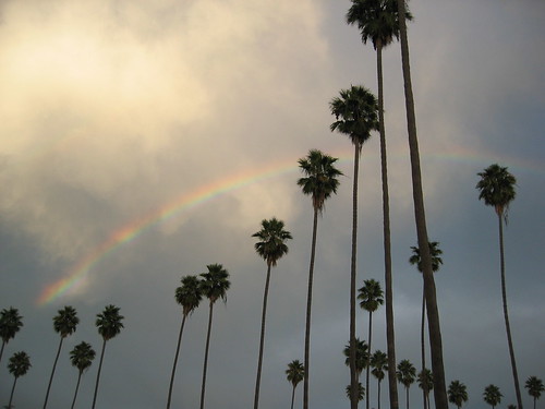 Los Angles Palm Trees Rainbow
