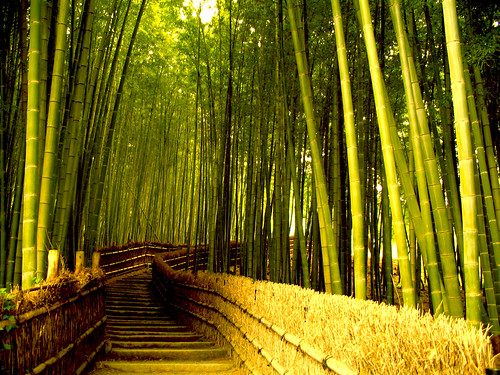 bamboo pathway, kyoto by prkbkr.