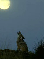 Coyote Howling at the Full Moon by Kevin Basil.