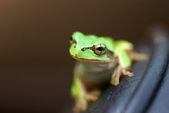 A frog on my Camera Bag