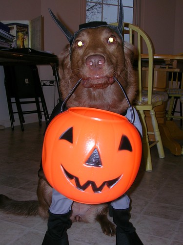 chocolate labrador retriever - Halloween
