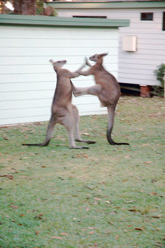 Kangaroo fight (by Pascal Vuylsteker)