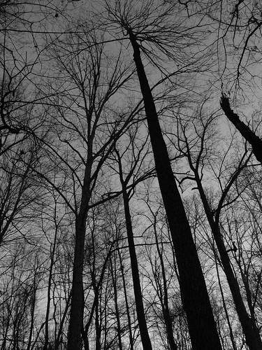 cool black and white pictures of nature. Nature in Black and White