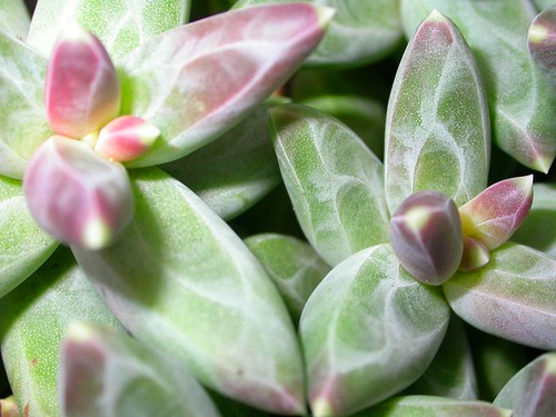 Succulent by Barbados Butterfly