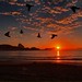 Birds at Sunrise, Capacabana Beach, Rio