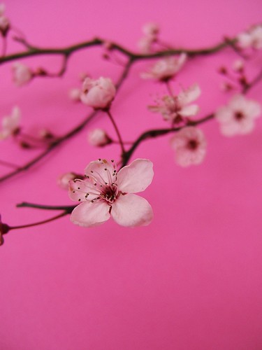 フリー画像|花/フラワー|桜/サクラ|桃色/ピンク|ピンク/花|フリー素材|