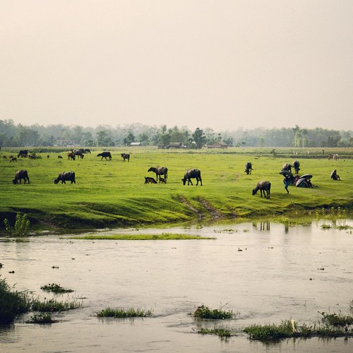   ... 2009   ...    ... #Travel #Memories #2009 #Chitwan #National #Park    #Nepal               #Green #Field #River #Cows #Peoples ©  Jude Lee