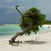 Divi Tree on Baby Beach Aruba