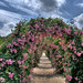 Pink Rose Arch Idealized