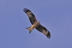 Red Kite in Flight at Eccup Resevoir
