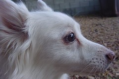 Side View of Cosette's Snout