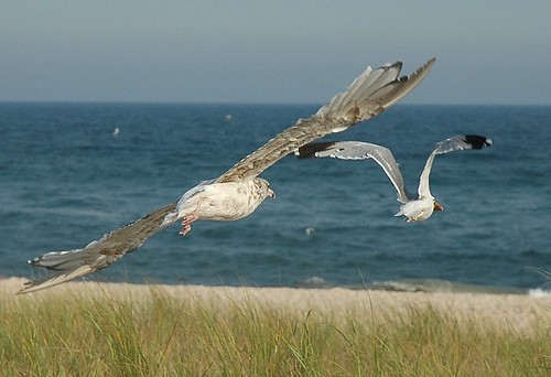 American Herring Gulls in flight by Alida's Photos