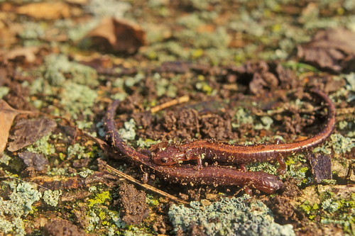red-backed salamanders by alumroot