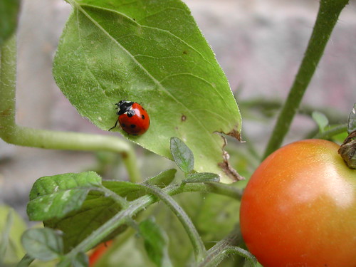 Ladybug at home