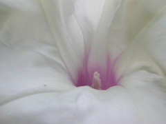Wild Morning Glory - by Buttersweet - PLEASE REMEMBER OUR FRIENDS IN CHILE