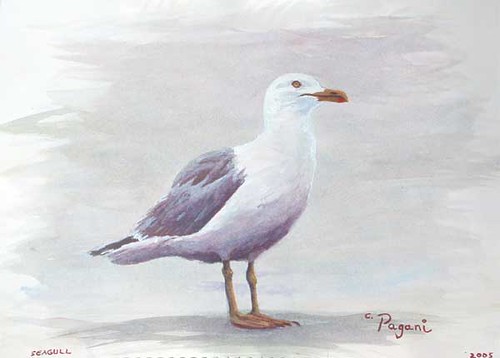 Oregon Seagull Painting
