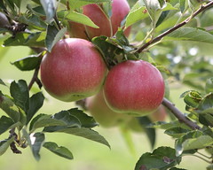 Macoun Apples