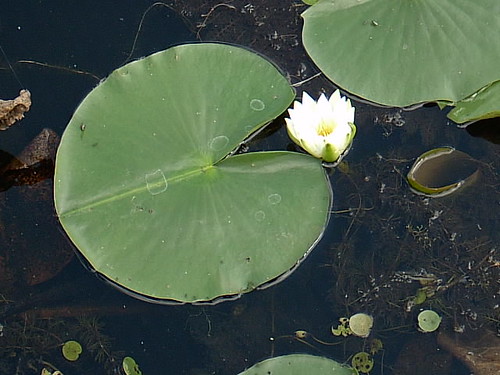 Lily of the Pad