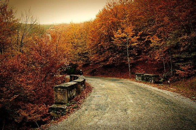 A road through fall