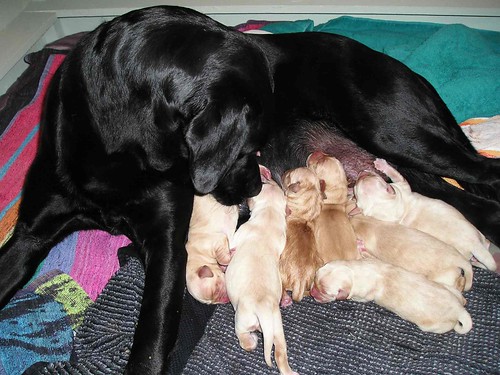 black lab golden retriever mix puppies. New Guide Dog Puppies - Eileen