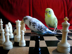Flax and Monster play chess por erin