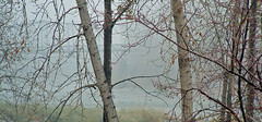 foggy riverbank