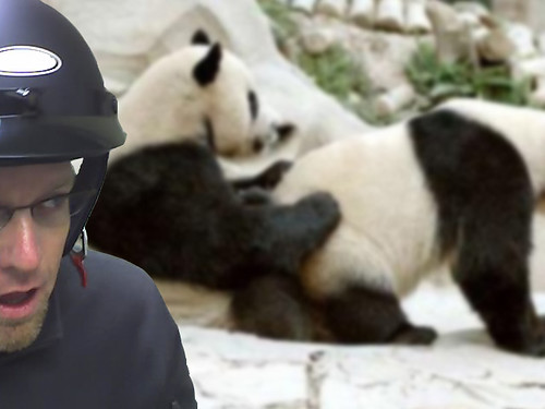 Panda Sex 'Tard
