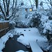 Snow dipped garden