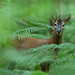 Roe Deer Buck in Ancient Woodland