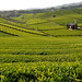Yame tea plantation