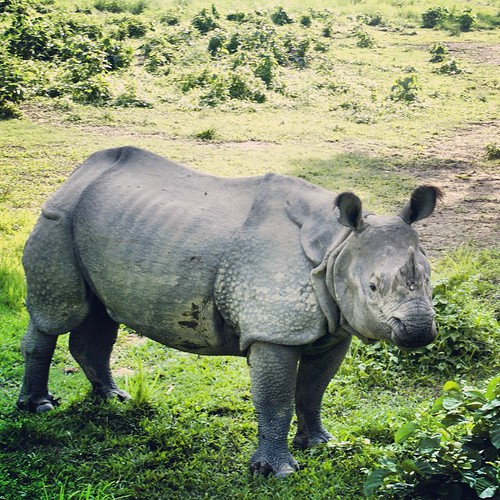  ... 2009   ...    ... #Travel #Memories #2009 #Chitwan #National #Park    #Nepal         ...    #Wild #Animal #Baby #Rhino #Jungle #Safari ©  Jude Lee