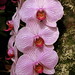 Beauty orchids