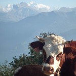 mr-moo-cow-with-mont-blanc-behind-him
