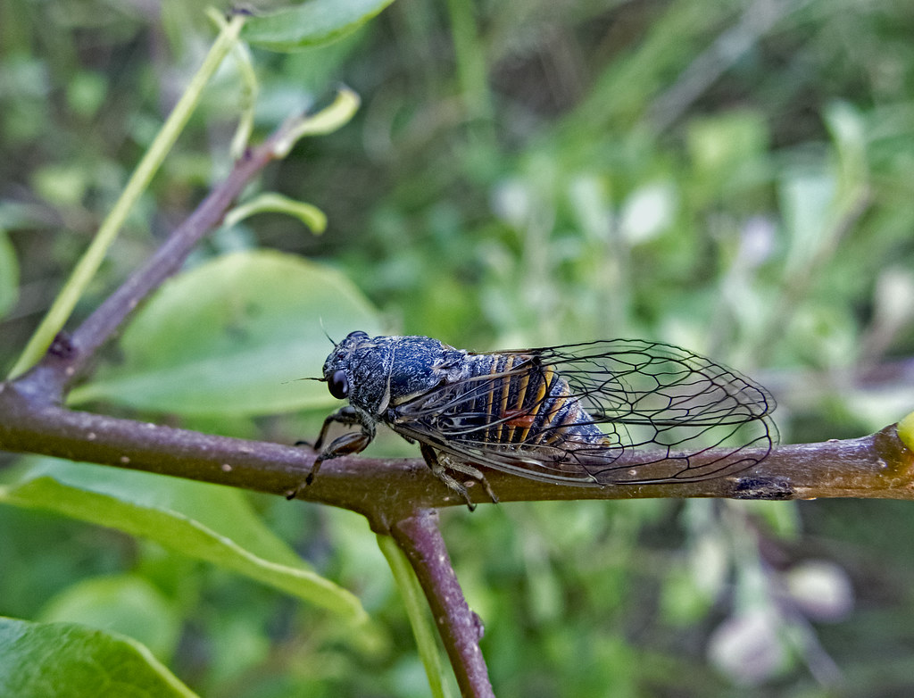 :   / Cicadetta montana / Mountain cicadas