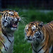 Tigers having a one sided conversation