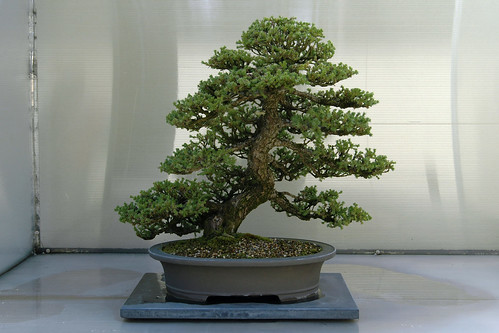 Juniperus chinensis bonsai by