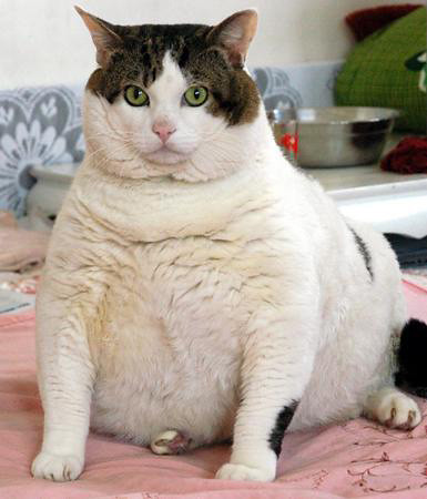 Fat Cat courtesy of http://flickr.com/photos/yukariryu/