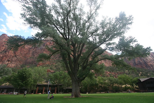 Tree in front of Zion Lodge