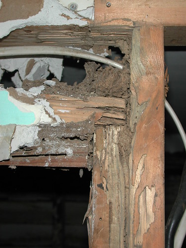 Termite Damage in a House