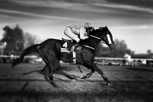 black thoroughbred racehorse. Race Horse