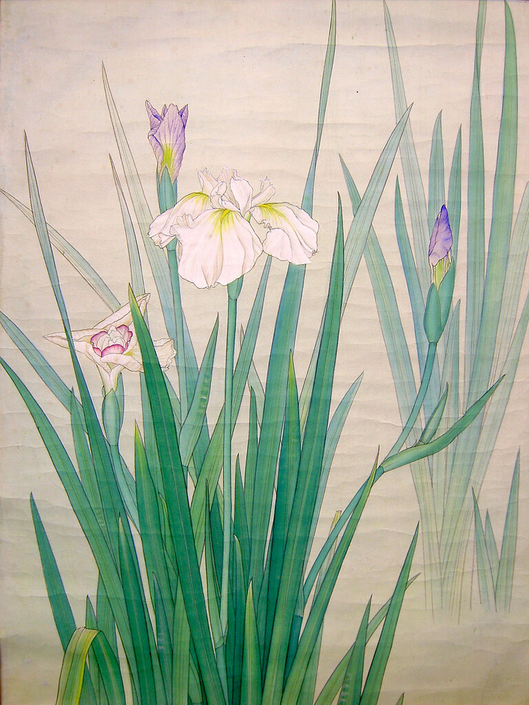 *White Iris - 白菖蒲