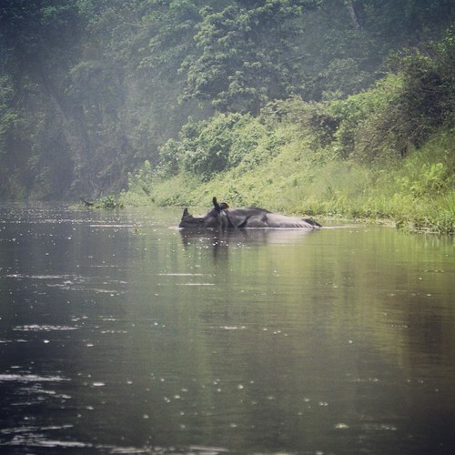  ... 2009   ...    ... #Travel #Memories #2009 #Chitwan #National #Park    #Nepal    ... #River #Jungle #Wild #Animal #Rhino #Rhinoceros ©  Jude Lee