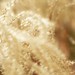 Feather grass - golden Grass