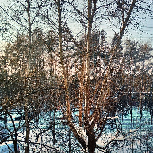 trees and sun ©  sergej xarkonnen
