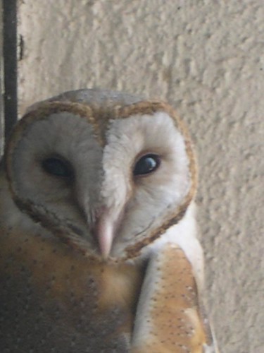 Owl (also on Explorer)