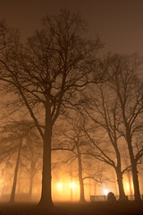trees in fog by Dr. Pat