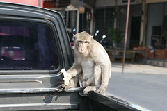 Monkey and Banana, Lopburi
